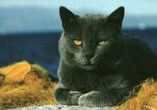 Carte postale chats d'occasion  France