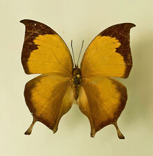 Nymphalidae CONSUL ELECTRA ADUSTUS***** RARO masculino Nr. 1 ****México, Najarit comprar usado  Enviando para Brazil
