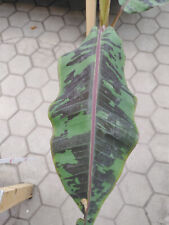 Musa acuminata zebrina gebraucht kaufen  Nordkirchen