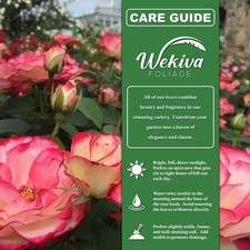 Rose bush variety for sale  USA