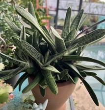 Gasteria little warty for sale  Seminole