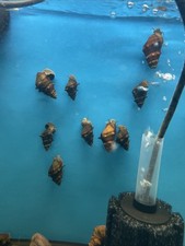 Pagoda snails pack for sale  Hialeah