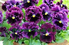 Pansy winter flowering for sale  SALISBURY