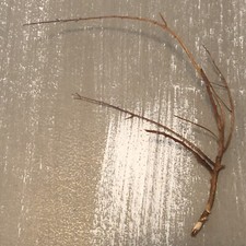 sea fans aquariums for sale sea fans aquariums for sale Jacksonville