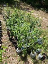 Peach tree live for sale  Bonifay