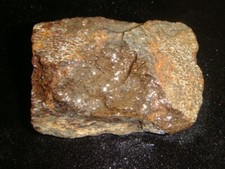 dinosaur fossil for sale dinosaur fossil for sale Dyer