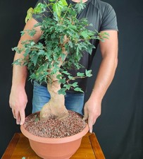 Pre bonsai acero usato  San Pancrazio Salentino