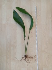 aspidistra for sale  DARLINGTON