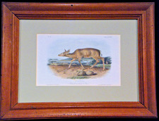 Framed original audubon for sale  Evergreen