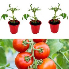 Tomato plants shirley for sale  GLASGOW