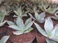 Agave parryi var gebraucht kaufen  Wuppertal