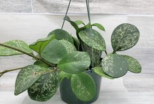 Hoya obovata splash for sale  Reseda
