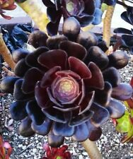 Black rose deep for sale  San Francisco