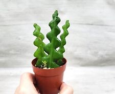 Fishbone cactus epiphyllum for sale  Reseda