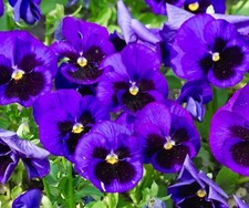 40x pansy frizzle for sale  DEWSBURY