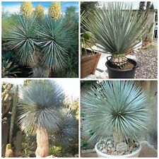 Semi yucca rigida usato  Nizza di Sicilia