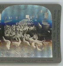 Hens white leghorn for sale  Bolton