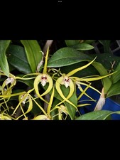 Orchid hybrid dendrobium for sale  Sacramento