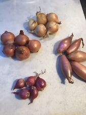 Assorted potato onions for sale  AYR