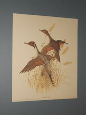Charles murphy duck for sale  Brooksville