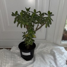 Potted jade money for sale  ASHFORD