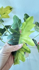 Philodendron williamsii varieg usato Philodendron williamsii varieg usato  Spedire a Italy