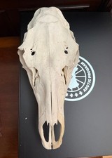 Large horse skull for sale  Cherry Hill