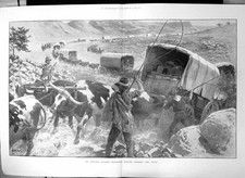 Antique print transvaal for sale  UK