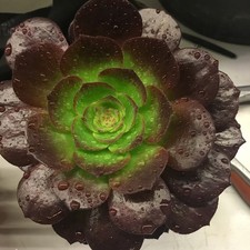 Aeonium lotus cutting for sale Aeonium lotus cutting for sale  GRAVESEND