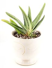 Large gasteria little for sale  Buckeye