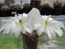 Kaktus kakteen echinocereus gebraucht kaufen  Deutschland