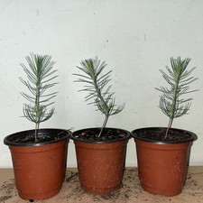 Corsican pine saplings for sale  GRAYS