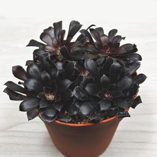 Succulent aeonium arboreum for sale  San Jose