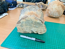 Huge mammoth vertebra for sale  HASTINGS