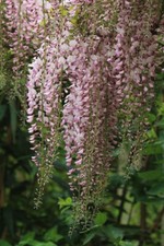 Japanische wisteria wisteria gebraucht kaufen  Jessen