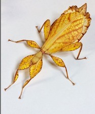 Lemon leaf insect for sale  NORWICH