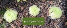 Pinguicula sp. huajuapan for sale  LONDON