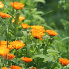 600 semi calendula usato  Spedire a Italy