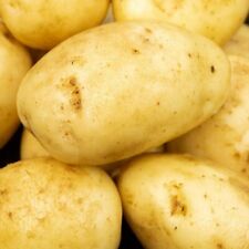 Maris piper x10 for sale  MANCHESTER