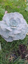 Extra large echeveria for sale  EGHAM