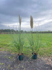 1st pampasgras cortaderia gebraucht kaufen  Saterland