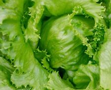 Lettuce saladin iceberg for sale  DEWSBURY