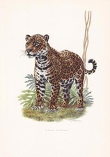 1960 jaguar print for sale  BIDEFORD