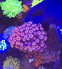 Premium zoa disc for sale  UK