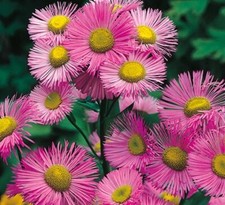 Erigeron rosa juwel for sale  MARCH