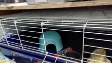 Little friends rabbits for sale  CHIPPING NORTON
