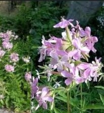 Seifenblume samen saponina gebraucht kaufen  Gardelegen
