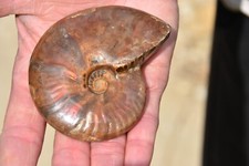 Ammonite aioloceras besairiei d'occasion  Pont-à-Mousson