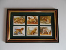 Golden retrievers trade for sale  SCUNTHORPE