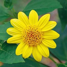 Girasole helianthus decapetalu usato  Trappeto
